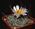 Нажмите на изображение для увеличения.

Название:	Thelocactus_hexaedrophorus_IMG_1088.jpg
Просмотров:	215
Размер:	145.3 Кб
ID:	332498