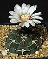 Нажмите на изображение для увеличения.

Название:	Gymnocalycium_bayrianum_Koehres_IMG_1097.jpg
Просмотров:	225
Размер:	134.1 Кб
ID:	332499