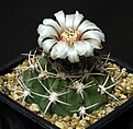 Нажмите на изображение для увеличения.

Название:	Gymnocalycium_curvispinum_Portezuelo_IMG_1103.jpg
Просмотров:	228
Размер:	150.7 Кб
ID:	332500