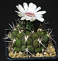 Нажмите на изображение для увеличения.

Название:	Gymnocalycium_comarapense_STO924_IMG_1111.jpg
Просмотров:	258
Размер:	137.3 Кб
ID:	332501
