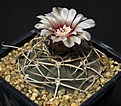 Нажмите на изображение для увеличения.

Название:	Gymnocalycium_cardenasianum_IMG_1117.jpg
Просмотров:	213
Размер:	174.7 Кб
ID:	332502