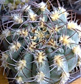Нажмите на изображение для увеличения.

Название:	Gymnocalycium_sp.jpg
Просмотров:	154
Размер:	274.3 Кб
ID:	332506