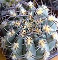 Нажмите на изображение для увеличения.

Название:	Gymnocalycium_sp.jpg
Просмотров:	138
Размер:	274.3 Кб
ID:	332506