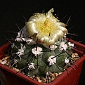 Нажмите на изображение для увеличения.

Название:	Copiapoa_montana_FR522_IMG_1131.jpg
Просмотров:	186
Размер:	148.3 Кб
ID:	332516