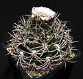 Нажмите на изображение для увеличения.

Название:	Gymnocalycium_saglionis_P26_IMG_1136.jpg
Просмотров:	200
Размер:	177.7 Кб
ID:	332517