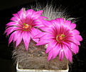 Нажмите на изображение для увеличения.

Название:	Mammillaria_guelzowiana_332_038_6.JPG
Просмотров:	209
Размер:	197.4 Кб
ID:	332518