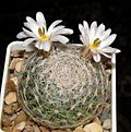 Нажмите на изображение для увеличения.

Название:	Mammillaria_lenta_559_3.JPG
Просмотров:	201
Размер:	255.3 Кб
ID:	332519