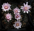 Нажмите на изображение для увеличения.

Название:	Gymnocalycium_papschii_GN4190.jpg
Просмотров:	134
Размер:	229.2 Кб
ID:	332538