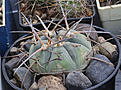 Нажмите на изображение для увеличения.

Название:	Gymnocalycium_.armatum_VG944_Paichu_2611m.jpg
Просмотров:	600
Размер:	202.7 Кб
ID:	332588