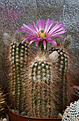 Нажмите на изображение для увеличения.

Название:	Echinocereus_spec.jpg
Просмотров:	145
Размер:	212.5 Кб
ID:	332589