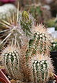 Нажмите на изображение для увеличения.

Название:	Echinocereus_oklahomensis.jpg
Просмотров:	138
Размер:	186.4 Кб
ID:	332591