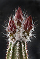 Нажмите на изображение для увеличения.

Название:	Echinocereus_palmeri_.jpg
Просмотров:	148
Размер:	221.8 Кб
ID:	332592