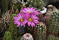 Нажмите на изображение для увеличения.

Название:	Echinocereus_palmeri.jpg
Просмотров:	129
Размер:	231.6 Кб
ID:	332593