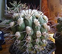 Нажмите на изображение для увеличения.

Название:	Gymnocalycium_saglionis_2.jpg
Просмотров:	217
Размер:	230.3 Кб
ID:	332633