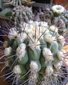 Нажмите на изображение для увеличения.

Название:	Gymnocalycium_saglionis_2_2.jpg
Просмотров:	223
Размер:	235.2 Кб
ID:	332634