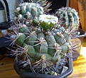 Нажмите на изображение для увеличения.

Название:	Gymnocalycium_saglionis_1.jpg
Просмотров:	232
Размер:	246.8 Кб
ID:	332635