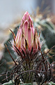 Нажмите на изображение для увеличения.

Название:	Astrophytum_capricorne_minor.jpg
Просмотров:	147
Размер:	227.8 Кб
ID:	332723