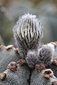 Нажмите на изображение для увеличения.

Название:	Astrophytum_myriostigma.jpg
Просмотров:	153
Размер:	194.2 Кб
ID:	332724