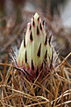 Нажмите на изображение для увеличения.

Название:	Astrophytum_senile_aureum.jpg
Просмотров:	137
Размер:	188.5 Кб
ID:	332726