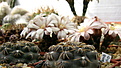 Нажмите на изображение для увеличения.

Название:	k3_Gymnocalycium_quehlianum.jpg
Просмотров:	144
Размер:	166.9 Кб
ID:	332732
