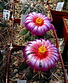 Нажмите на изображение для увеличения.

Название:	k3_Thelocactus_heterochromus_longispinus.jpg
Просмотров:	125
Размер:	135.4 Кб
ID:	332737