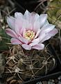 Нажмите на изображение для увеличения.

Название:	Gymnocalycium_kroenleineii_VG508.jpg
Просмотров:	126
Размер:	185.2 Кб
ID:	332741