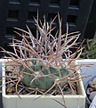 Нажмите на изображение для увеличения.

Название:	Gymnocalycium_coloradense_VG401.jpg
Просмотров:	128
Размер:	212.3 Кб
ID:	332742