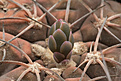 Нажмите на изображение для увеличения.

Название:	Gymnocalycium_spegazzinii_VG169_.jpg
Просмотров:	589
Размер:	192.1 Кб
ID:	332743