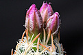 Нажмите на изображение для увеличения.

Название:	Escobaria_minima_b_1000pcs.jpg
Просмотров:	142
Размер:	181.3 Кб
ID:	332770