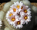 Нажмите на изображение для увеличения.

Название:	Mammillaria_lenta_1000pcs.jpg
Просмотров:	148
Размер:	198.8 Кб
ID:	332771