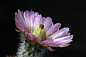 Нажмите на изображение для увеличения.

Название:	Echinocereus.jpg
Просмотров:	137
Размер:	179.7 Кб
ID:	332773