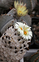 Нажмите на изображение для увеличения.

Название:	Coryphantha_durangensis.jpg
Просмотров:	140
Размер:	216.4 Кб
ID:	332781