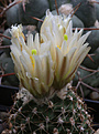 Нажмите на изображение для увеличения.

Название:	Sclerocactus_mesae-verdae_SB1010.jpg
Просмотров:	132
Размер:	186.4 Кб
ID:	332785