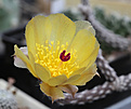 Нажмите на изображение для увеличения.

Название:	Pterocactus_tuberosus_VG.jpg
Просмотров:	147
Размер:	228.4 Кб
ID:	332792