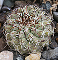 Нажмите на изображение для увеличения.

Название:	Copiapoa_aremephiana_PV1948_Botija_Valley.jpg
Просмотров:	145
Размер:	234.1 Кб
ID:	332793