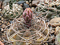Нажмите на изображение для увеличения.

Название:	Gumnocalycium_catamarcense_form_VG177.jpg
Просмотров:	143
Размер:	204.8 Кб
ID:	332799