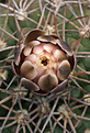 Нажмите на изображение для увеличения.

Название:	Gymnocalycium_catamarcense_belense_RUS082.jpg
Просмотров:	145
Размер:	233.2 Кб
ID:	332800
