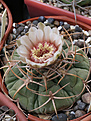 Нажмите на изображение для увеличения.

Название:	Gymnocalycium_guanchinense_VG231.jpg
Просмотров:	127
Размер:	212.7 Кб
ID:	332801