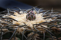 Нажмите на изображение для увеличения.

Название:	Gymnocalycium_spegazzinii_VG090.jpg
Просмотров:	153
Размер:	215.8 Кб
ID:	332802