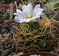 Нажмите на изображение для увеличения.

Название:	Gymnocalycium_monvillei_VG328.jpg
Просмотров:	210
Размер:	181.3 Кб
ID:	332836