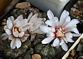 Нажмите на изображение для увеличения.

Название:	Gymnocalycium_stellatum_zantnerianum_VG542.jpg
Просмотров:	207
Размер:	174.3 Кб
ID:	332837