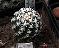 Нажмите на изображение для увеличения.

Название:	Sclerocactus pubispinus RP129_2and5y_5.13.jpg
Просмотров:	304
Размер:	110.7 Кб
ID:	332846