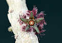Нажмите на изображение для увеличения.

Название:	Fl_Rhytidocaulon_ciliatum.jpg
Просмотров:	235
Размер:	206.6 Кб
ID:	332857