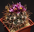 Нажмите на изображение для увеличения.

Название:	Ferocactus_fordii_IMG_1161.jpg
Просмотров:	158
Размер:	184.9 Кб
ID:	332859