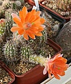 Нажмите на изображение для увеличения.

Название:	Echinocereus_scheeri_salm-dyckianus_IMG_1170.jpg
Просмотров:	167
Размер:	155.3 Кб
ID:	332861