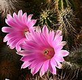 Нажмите на изображение для увеличения.

Название:	Echinocereus_scheeri_IMG_1176.jpg
Просмотров:	152
Размер:	157.1 Кб
ID:	332862