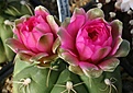 Нажмите на изображение для увеличения.

Название:	Gymnocalycium_denudatum_cv_JanSuba_IMG_1196.jpg
Просмотров:	153
Размер:	169.0 Кб
ID:	332863