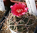 Нажмите на изображение для увеличения.

Название:	Gymnocalycium_schuetzianum_FR430_IMG_1202.jpg
Просмотров:	173
Размер:	153.8 Кб
ID:	332864