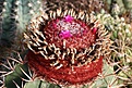 Нажмите на изображение для увеличения.

Название:	Melocactus_IMG_1203.jpg
Просмотров:	171
Размер:	287.9 Кб
ID:	332865