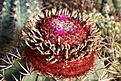 Нажмите на изображение для увеличения.

Название:	Melocactus_IMG_1203.jpg
Просмотров:	157
Размер:	287.9 Кб
ID:	332865